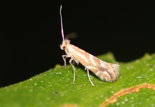 Réf. 347 168 : Phyllonorycter sp.
